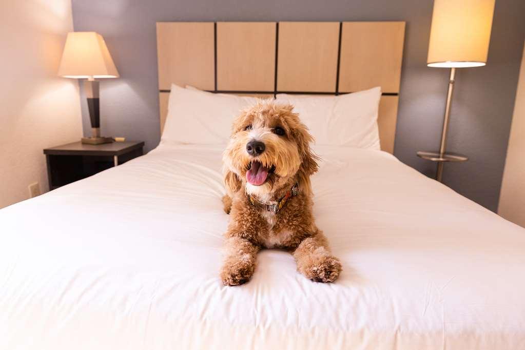 Sonesta Simply Suites Austin The Domain Area Δωμάτιο φωτογραφία